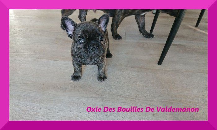 Oxie Des Bouilles De Valdemanon