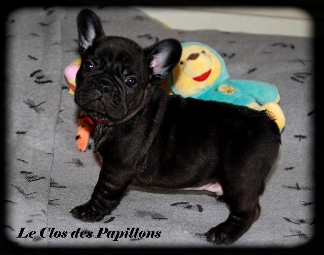 chiot Bouledogue français du Clos des Papillons