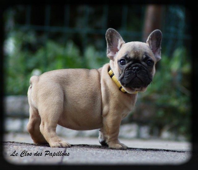 chiot Bouledogue français du Clos des Papillons