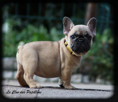 du Clos des Papillons - Bouledogue français - Portée née le 17/06/2024