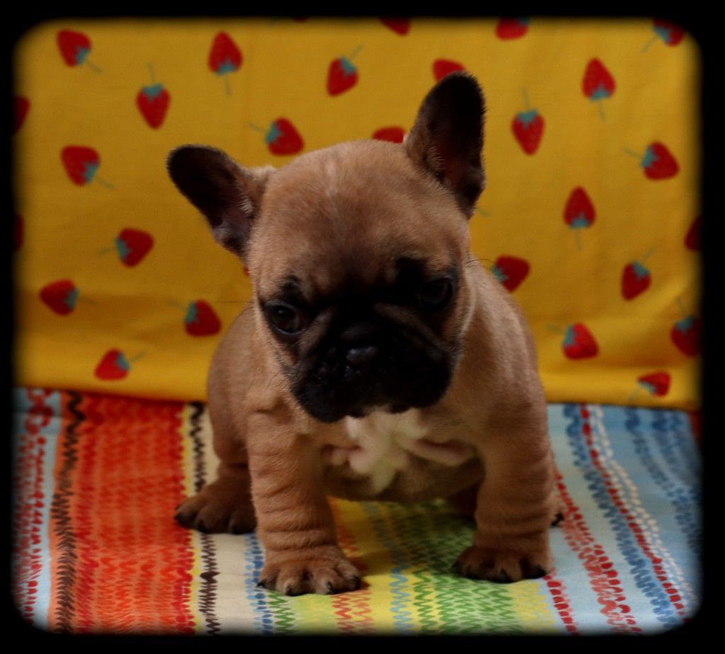 chiot Bouledogue français du Clos des Papillons