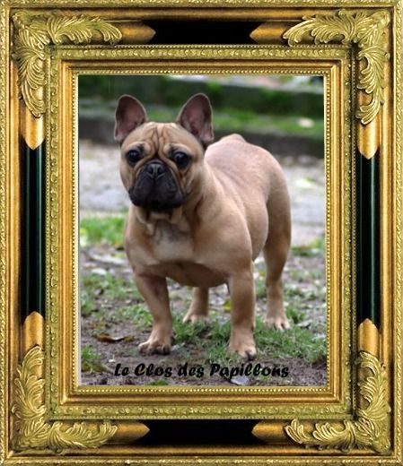 Théa mia du Clos des Papillons