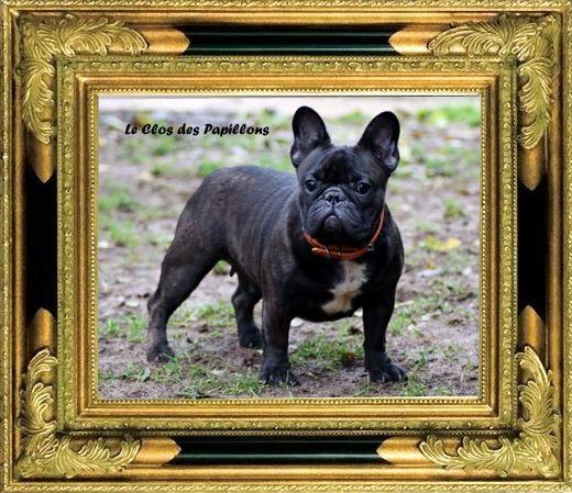 Trixie du Clos des Papillons