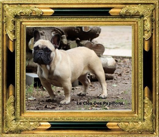 Uakanda du Clos des Papillons