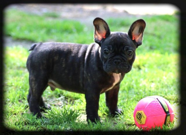 Mâle chiot bouledogue français de disponible 