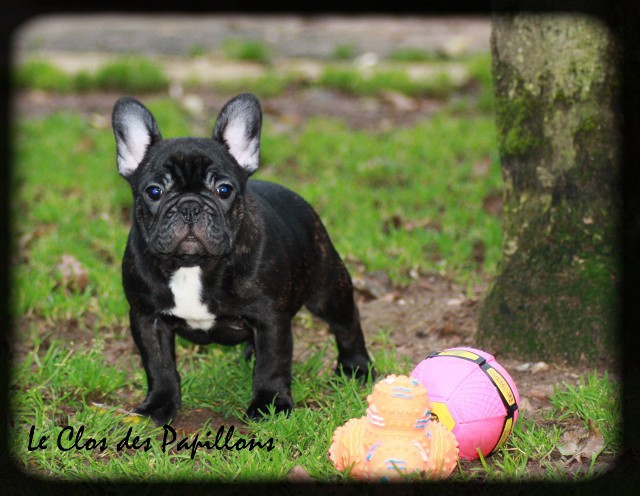 Chiots bouledogues français LOF de disponibles