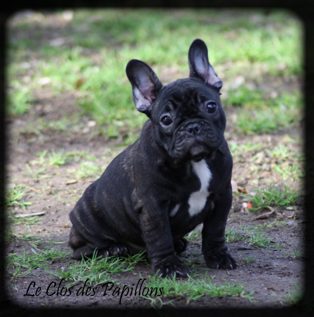 Chiots bouledogues français LOF de disponibles