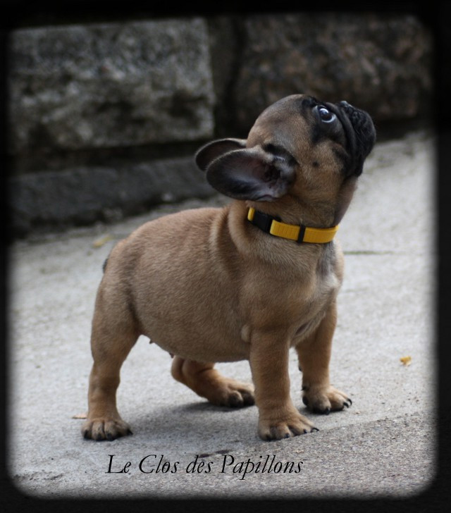 Chiot Bouledogue Français femelle LOF de disponible