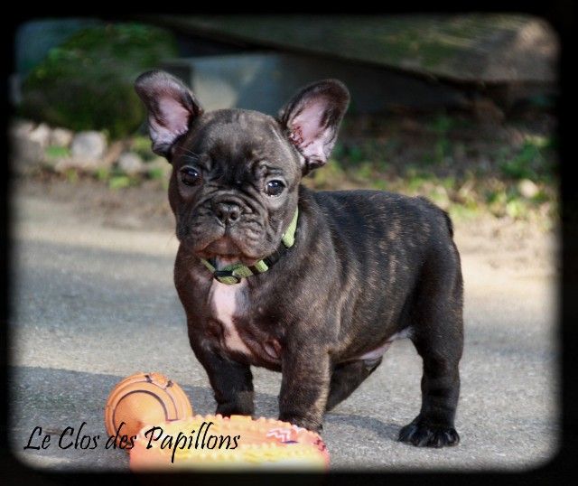 du Clos des Papillons - Chiots disponibles - Bouledogue français