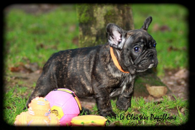 du Clos des Papillons - Chiots disponibles - Bouledogue français