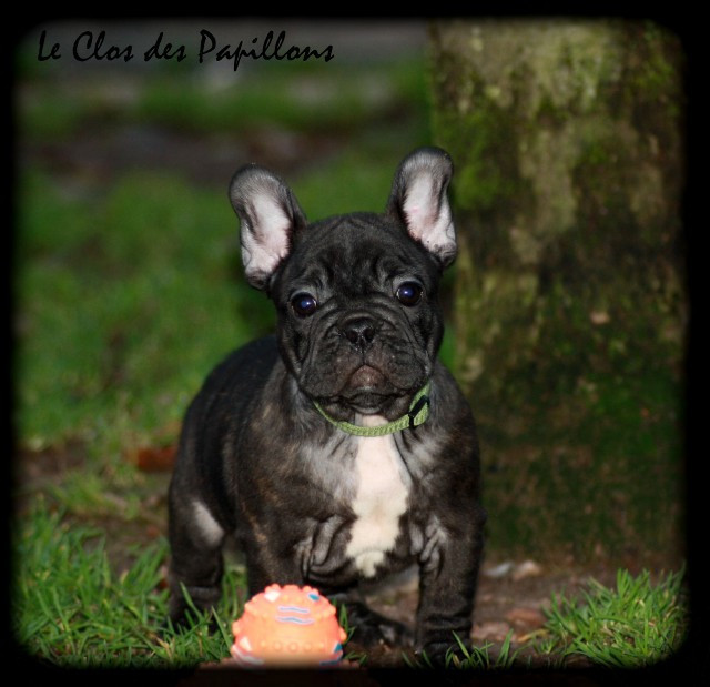 du Clos des Papillons - Chiots disponibles - Bouledogue français