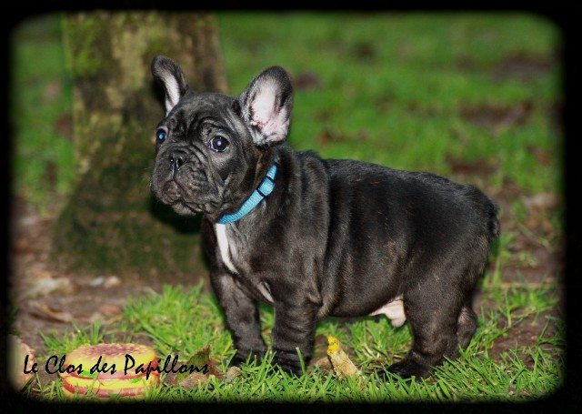 du Clos des Papillons - Chiots disponibles - Bouledogue français
