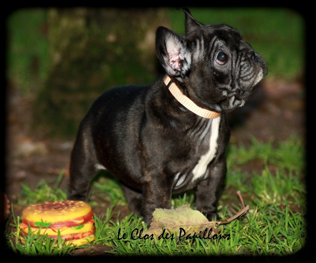 du Clos des Papillons - Chiots disponibles - Bouledogue français