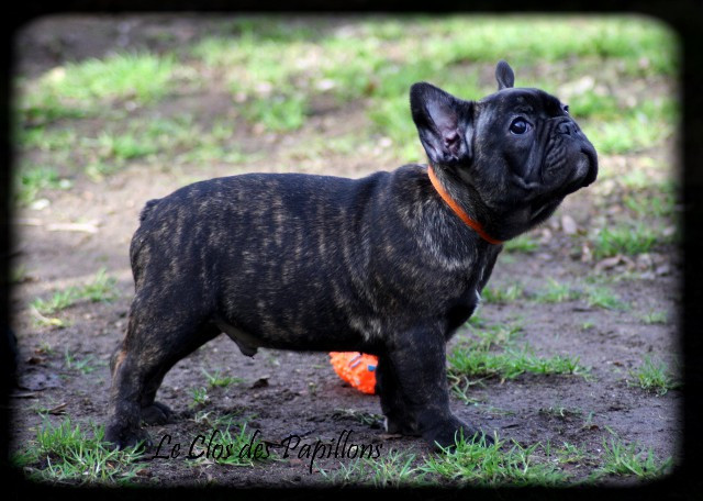 du Clos des Papillons - Chiots disponibles - Bouledogue français