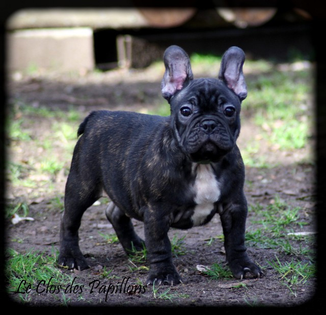 du Clos des Papillons - Chiots disponibles - Bouledogue français