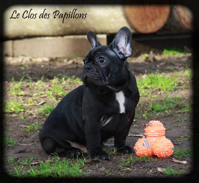 du Clos des Papillons - Chiots disponibles - Bouledogue français