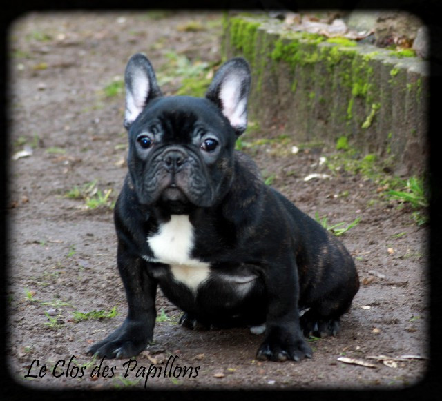 du Clos des Papillons - Chiots disponibles - Bouledogue français