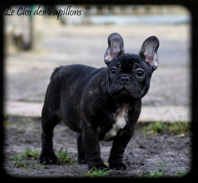 du Clos des Papillons - Chiots disponibles - Bouledogue français