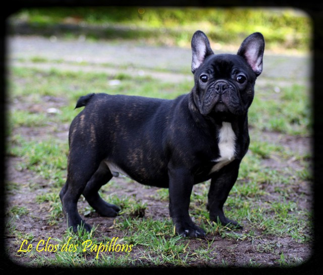 du Clos des Papillons - Chiots disponibles - Bouledogue français
