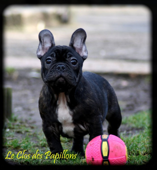 du Clos des Papillons - Bouledogue français - Portée née le 17/10/2025