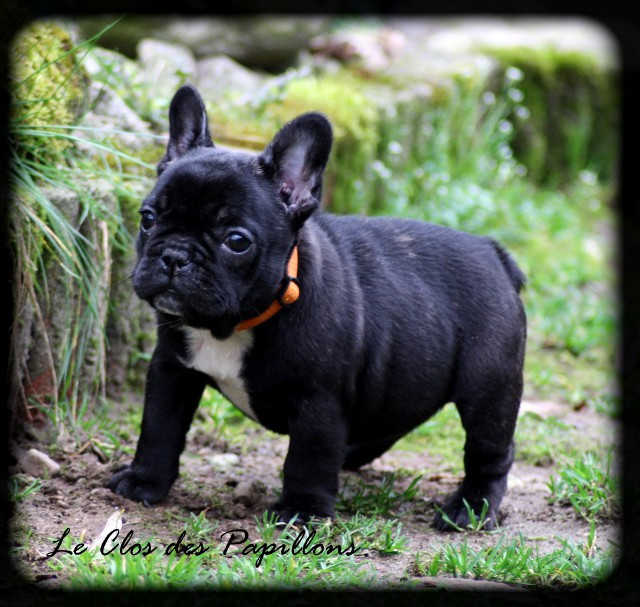 du Clos des Papillons - Chiots disponibles - Bouledogue français