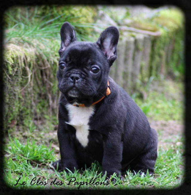 Chiot Bouledogue français du Clos des Papillons