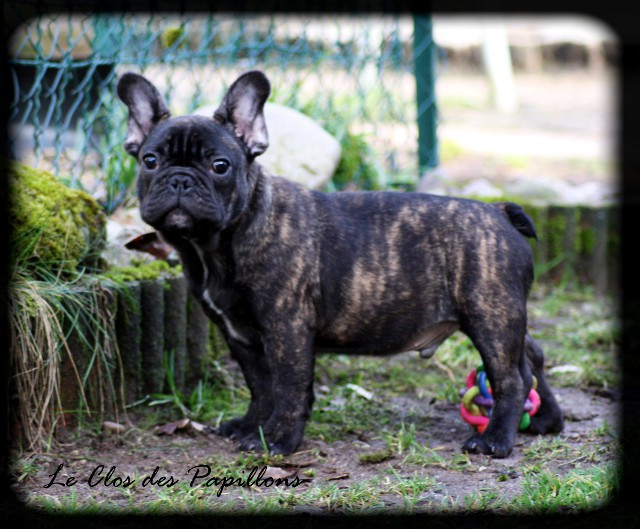 du Clos des Papillons - Chiots disponibles - Bouledogue français