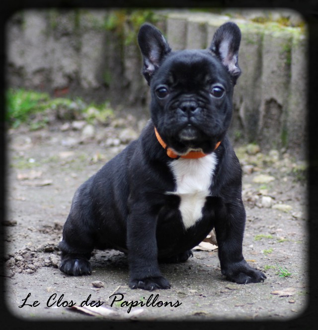 du Clos des Papillons - Chiots disponibles - Bouledogue français