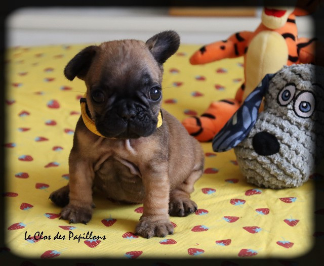 du Clos des Papillons - Chiots disponibles - Bouledogue français