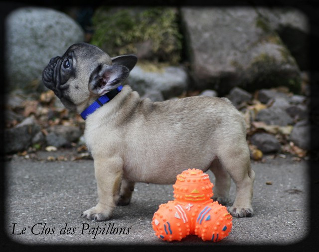du Clos des Papillons - Bouledogue français - Portée née le 10/06/2026