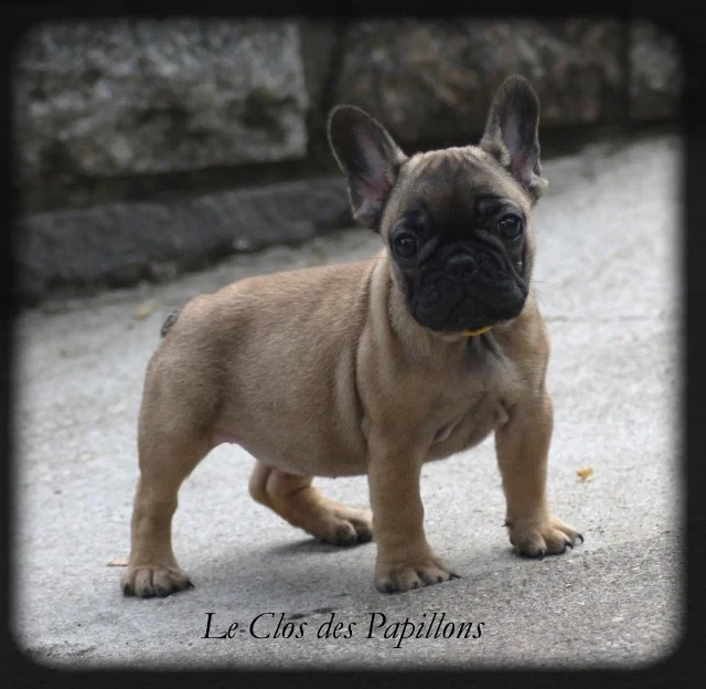 du Clos des Papillons - Chiots disponibles - Bouledogue français