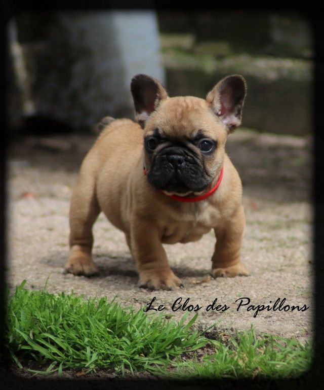 du Clos des Papillons - Bouledogue français - Portée née le 16/03/2023