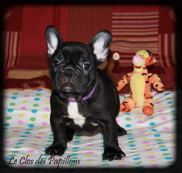 du Clos des Papillons - Chiots disponibles - Bouledogue français