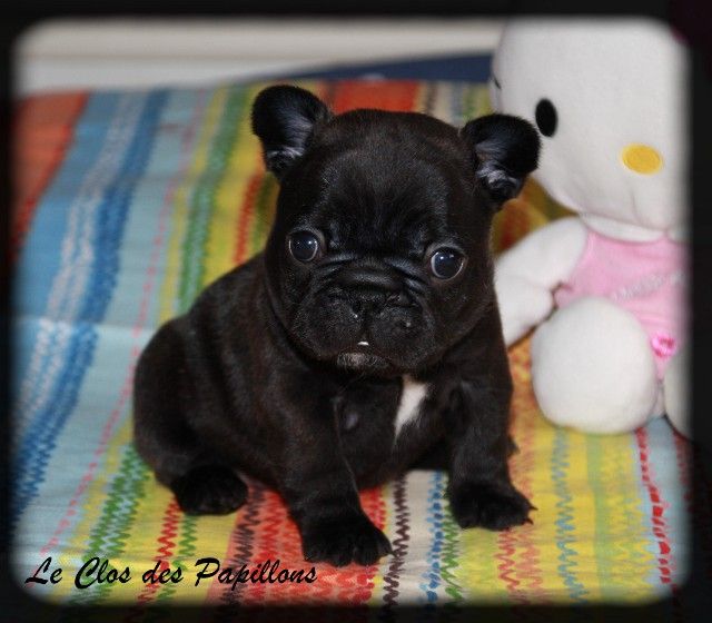 du Clos des Papillons - Chiots disponibles - Bouledogue français