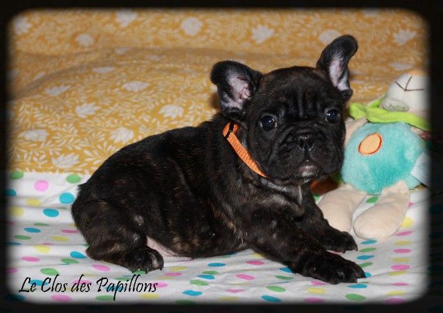 du Clos des Papillons - Chiots disponibles - Bouledogue français