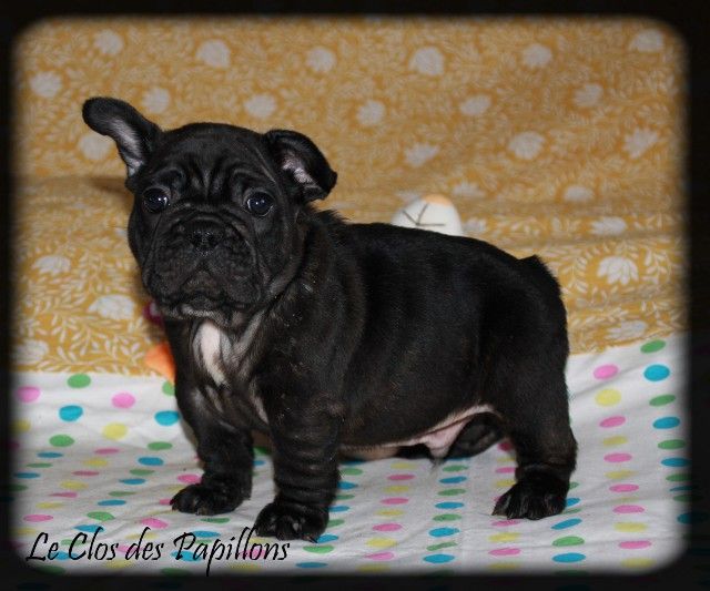 du Clos des Papillons - Chiots disponibles - Bouledogue français