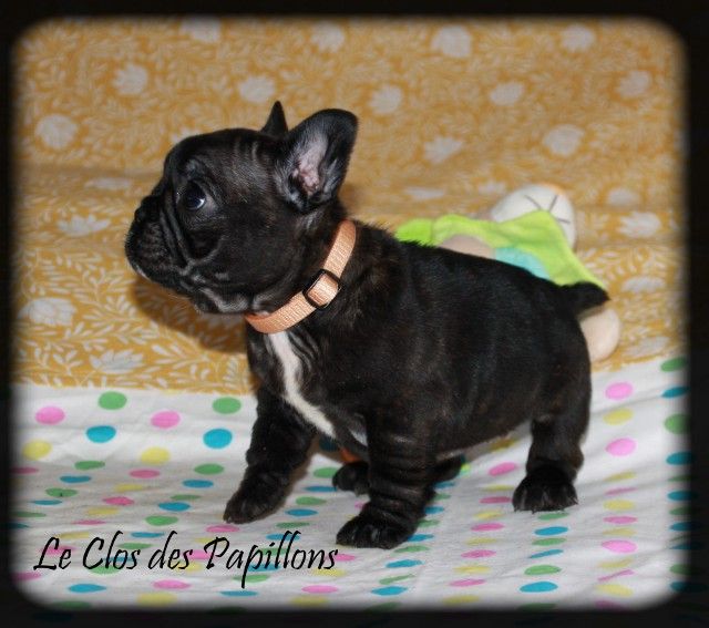 du Clos des Papillons - Chiots disponibles - Bouledogue français