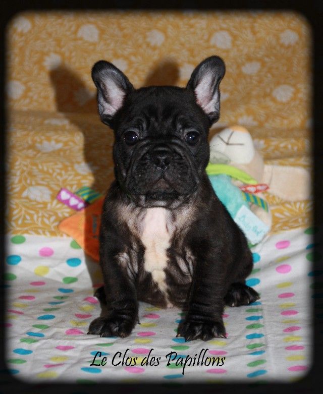 du Clos des Papillons - Chiots disponibles - Bouledogue français