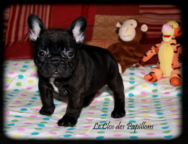 du Clos des Papillons - Bouledogue français - Portée née le 27/09/2025