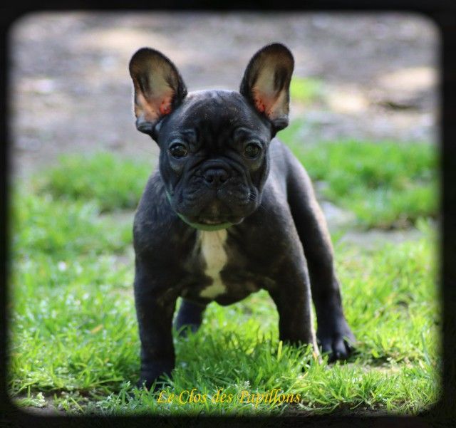 du Clos des Papillons - Chiots disponibles - Bouledogue français