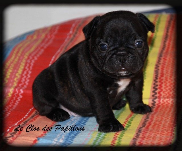 du Clos des Papillons - Chiots disponibles - Bouledogue français